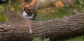 Best Tree Risk Assessment  in Bermuda Run, NC