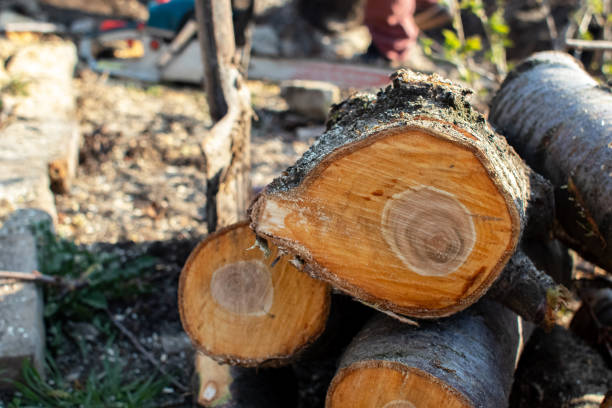 Best Commercial Tree Services  in Bermuda Run, NC