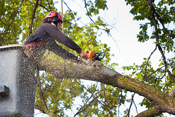 How Our Tree Care Process Works  in  Bermuda Run, NC